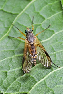 Insect Predator Drucke: Snipe fly