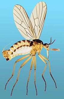 Insect Anatomy Drucke: Snipe fly, light micrograph