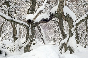 Snowy Trees Drucke: Snow covered trees
