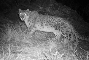 Bilder Datiert 22. Oktober 2012: Blauline in der Nacht