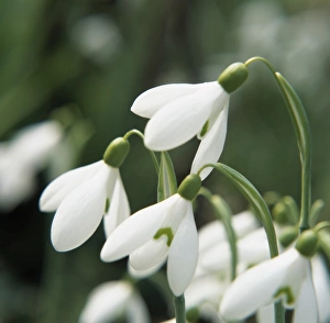 Snowdrop Flowers Drucke: Snowdrop flowers