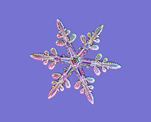 Schneeflocke, Lichtmikroskopbild