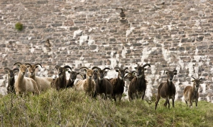 United Kingdom Animals Drucke: Soay sheep herd, Devon C016 / 3507