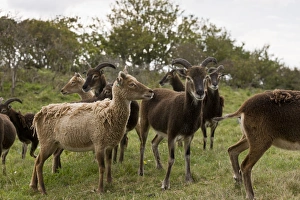 United Kingdom Animals Drucke: Soay sheep herd, Devon C016 / 3508