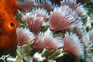 Drucke von Soziale Federschweinschwämme (Bispira brunnea). Diese Polychaet-Wurm lebt in Kolonien, wobei jeder Wurm einen Röhren befestigt an Koralle oder Felsen bewohnt Bilder Datiert 2006 Februar: Soziales Federschwänzelwurm