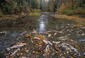 Sockeye Salmon Spawning Drucke: Sockeye salmon spawning