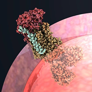 Cell Membrane Structure Drucke: Sodium-potassium pump molecule