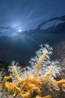 Soft coral