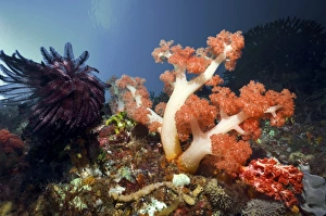 Tropical Ocean Photography Drucke: Soft coral on a reef