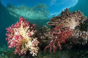 Coral Reef Life Drucke: Soft corals