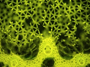 Light Microscopy Images Drucke: Soft rush stem, light micrograph