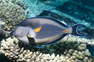 Surgeonfish Species Drucke: Sohal surgeonfish on a reef