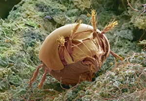 Bilder aus dem Jahr 2000: Soil mite