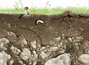Bilder Datiert 18. Februar 2013: Bodenstruktur und Fauna, Kunstwerk