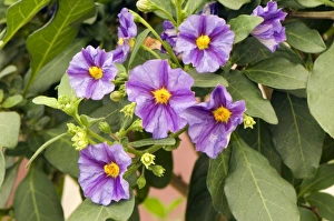 Blue Potato Bush Drucke: Solanum rantonnetii