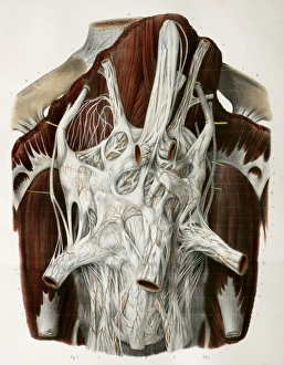 19th Century Anatomy Art Drucke: Solar plexus, 1844 artwork