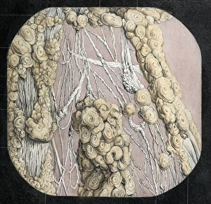 Traite Complet De L Anatomie De L Homme Drucke: Solar plexus nerves, 1844 artwork