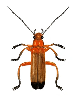Drucke von Kämpferkaferschrecke (Rhagonycha fulva), Kunstwerk. Diese häufige Art des Kämpferkaferschreckes kann bis zu 11mm lang sein und ist durch ihre rote Farbgebung gekennzeichnet Bilder Datiert 2006 Februar: Käferkriegsschmetterling