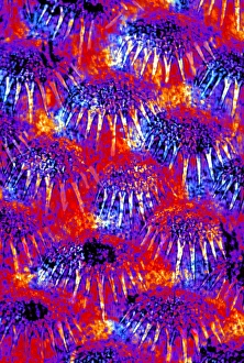 Drucke von Flossen der Sole mit Polarlichtmikroskop. Schuppenplakoiden einer Sole (Solenas solea). Diese harten Schuppen schützen das Körper des Fisches Bilder Datiert 2005 Dezember: Flossen von einem einzigen Fisch
