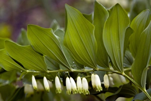Polygonatum Odoratum Drucke: Solomons Seal (Polygonatum odoratum)