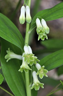 Spring Flowers In England Drucke: Solomons Seal (Polygonatum sp. )