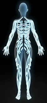 Nervous System Illustration Drucke: Somatic peripheral nervous system