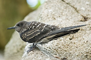 Bird Breeding Habits Drucke: Sooty tern chick