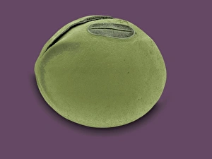 Seed Dispersal Methods Drucke: Soya bean, SEM