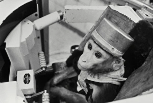 Bilder aus dem Jahr 2000: Rumänischer Affe im Weltraum