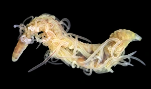 Marine Invertebrates Drucke: Spaghetti worm