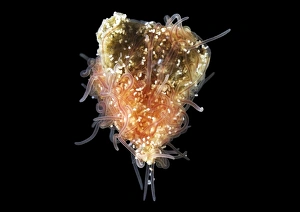 Annelid Worm Species Drucke: Spaghetti worm cocoon