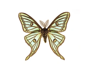 Spanish Wildlife Photos Drucke: Spanish moon moth