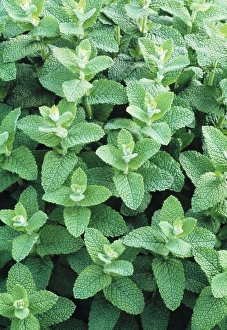 Herb Garden Photos Drucke: Spearmint plants