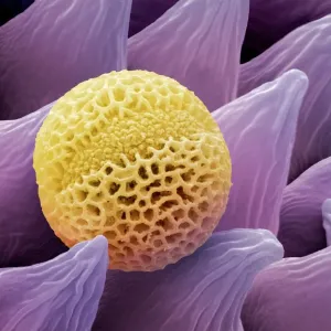 Blütenstaub von Lavendel, SEM