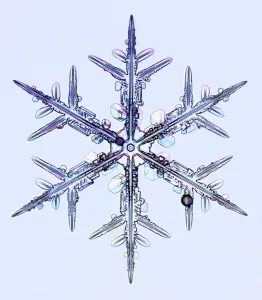 Bilder Datiert 13. August 2009: Schneeflocke, Lichtmikroskopbild