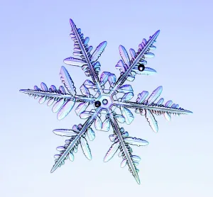 Schneeflocke, Lichtmikroskopbild