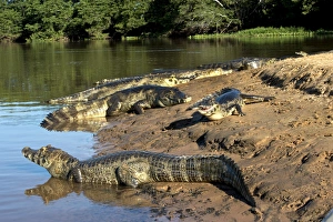 Brazilian Reptiles Drucke: Spectacled caimans by a river