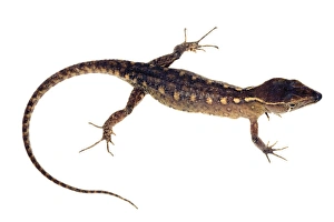 Desert Reptiles Drucke: Spectacled lizard