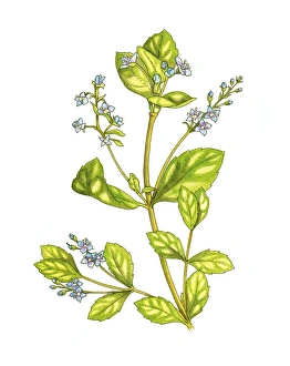 Watercolor Botanicals Drucke: Speedwell (Veronica beccabunga), artwork C016 / 3408