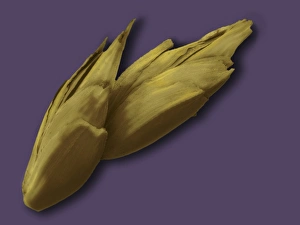 Wind Dispersed Seeds Drucke: Spelt grain, SEM