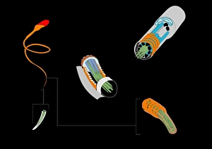 Drucke von Ein Spermienzellenbildwerk zeigt die Struktur einer männlichen Geschlechtszelle, des Spermatozoon oder einfach nur eines Spermiums Bilder Datiert 2011 Oktober: Samen zelle Kunstwerk