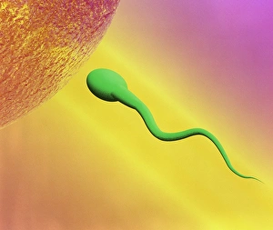 Fertilization Process Drucke: Sperm and egg