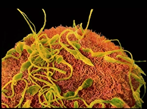 Bilder Datiert 11. März 2010: Ei mit Sperma während der Befruchtung