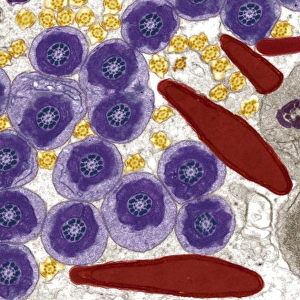 Coloured TEM Images Drucke: Sperm in the testis, TEM