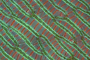 Polarised Light Microscopy Drucke: Sphagnum moss cells, light micrograph
