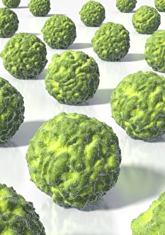 Cocci Bacteria Drucke: Spherical bacteria, artwork
