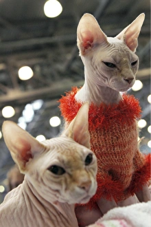 Hairless Cat Breeds Drucke: Sphynx cats