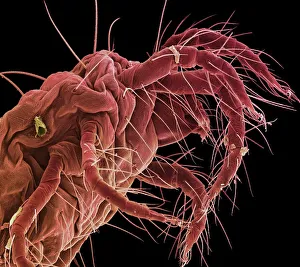 Bilder aus dem Jahr 2002: Spinne Mücke, SEM