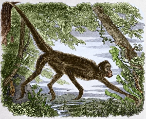 19th Century Animal Art Drucke: Spider monkey, historical artwork