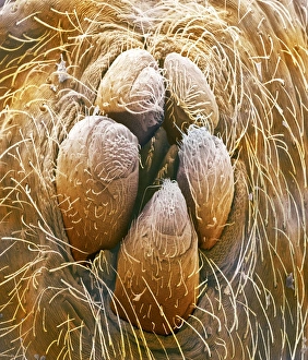 Drucke von Spinne-Spinnerinnen. Farbige Rasterelektronenmikroskopaufnahme (SEM) der Spinnereten einer Hausspinne (Tegenaria domestica) Bilder Datiert 2003 Juni: Spinne-Seidenweben-Produzenten, SEM